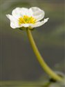 Ranunculus fluitans