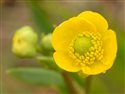 Ranunculus flammula