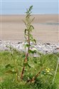 Rumex crispus