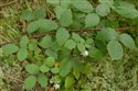 Rubus pedemontanus