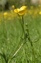 Ranunculus bulbosus