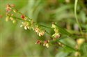 Rumex acetosella