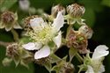 Rubus biloensis