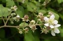 Rubus biloensis