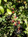Rubus fruticosus agg.