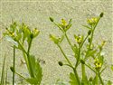 Ranunculus sceleratus