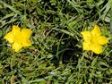 Ranunculus bulbosus