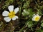 Flower, Ranunculus peltatus
