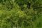 Habitat, Rosa canina agg