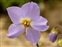 Flowering plants excl. Grasses, sedges and rushes., Ramonda myconi