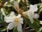 White flowers, Rhododendron lindleyi