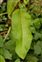 Leaf, Rumex obtusifolius