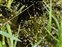Habitat, Riccia flutians