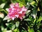 The Heather family, Ericaceae, Rhododendron ferrugineum