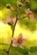 Pink flowers, Rubus vestitus