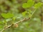 The Gooseberry family, Grossulariaceae, Ribes uva-crispa