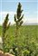 Fruit, Rumex cristatus