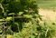 Flowering plants excl. Grasses, sedges and rushes., Rubus fuscicortex