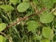 Flowering plants excl. Grasses, sedges and rushes., Rubus fuscicortex