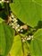 White flowers, Reynoutria japonica