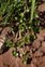White flowers, Ranunculus hederaceus