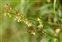 Anther, Rumex acetosella