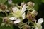 Flower, Rubus biloensis