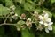 Inflorescence, Rubus biloensis