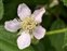 The Rose family, Rosaceae, Rubus ariconiensis