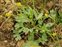 Inflorescence, Ranunculus sceleratus