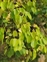 Leaf, Rhamnus cathartica