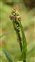 Pink flowers, Rumex acetosa