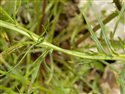 Senecio inaequidens