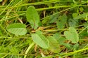 Sanguisorba officinalis