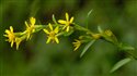Solidago virgaurea