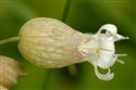 Silene vulgaris