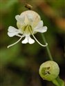 Silene vulgaris
