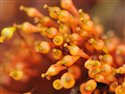 Splachnum ampullaceum