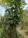 Mahogany (guest image)