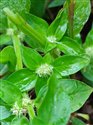 False Buttonweed (guest image)
