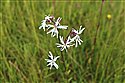 Ragged-Robin (guest image)