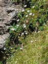 Saxifraga hypnoides