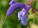 Salvia pratensis