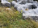 View full size