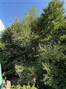 Shiny-leaved Willow
