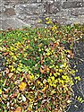 Narrow-leaved Ragwort (guest image)