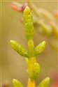 Salicornia fragilis