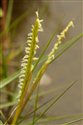 Spartina anglica