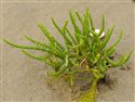 Salicornia dolichostachya