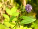 Succisa pratensis